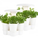 Calla Garden Duo pack - potager d'intérieur New Edition