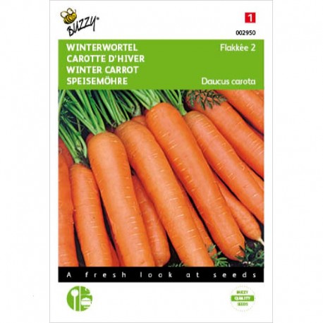 Carottes d'hiver Flakkee 2