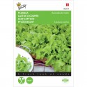 Laitue à couper frisée d'Australie