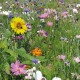 Prairie fleurie: Place aux abeilles - 30 M² - 200Gr