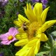 Bloemenweidemengsel: Speciale bijen - 30 M² - 200 Gr