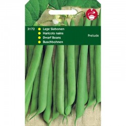 Haricot nain mangetout Prelude - 100 gr