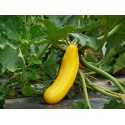 Courgettes